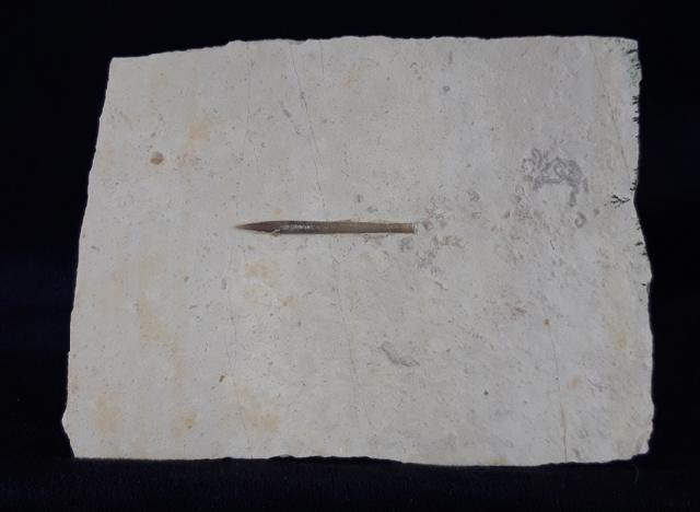 Hibolithes semisulcatus (M�NSTER 1830) - Bild &copy; FossNet FossilienStore